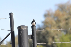 Rhipidura leucophrys leucophrys