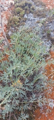 Phlojodicarpus sibiricus