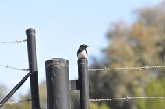 Rhipidura leucophrys leucophrys