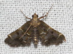 Persicoptera