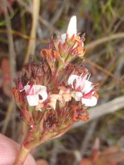 Crassula rubricaulis
