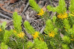 Persoonia acerosa