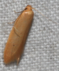 Platoloncha psamathina