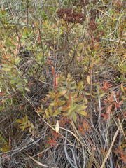 Crassula rubricaulis