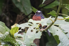 Ochthoeca cinnamomeiventris