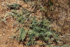 Suaeda prostrata