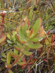 Crassula rubricaulis