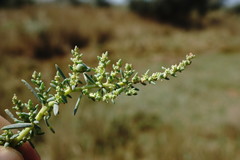 Suaeda prostrata