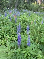 Lupinus burkei