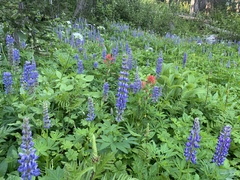 Lupinus burkei