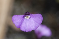 Utricularia uniflora