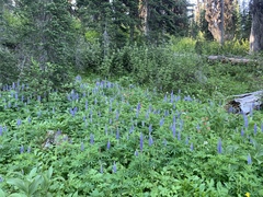 Lupinus burkei