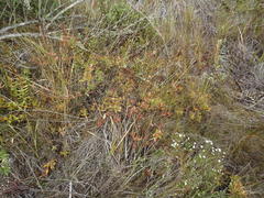 Crassula rubricaulis
