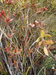 Crassula rubricaulis