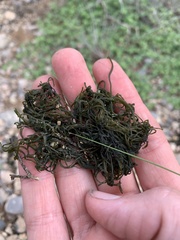 Nostoc flagelliforme