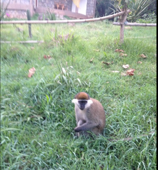 Chlorocebus aethiops