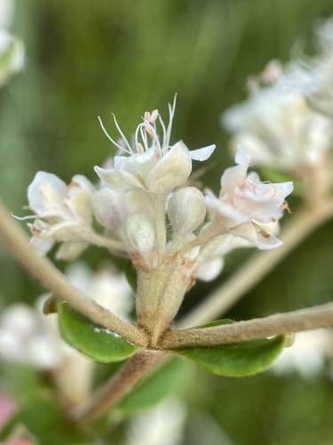 Eriogonum tomentosum