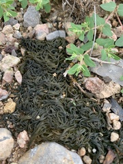 Nostoc flagelliforme