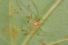 Araneus guttulatus