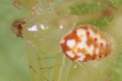 Araneus guttulatus