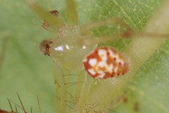 Araneus guttulatus