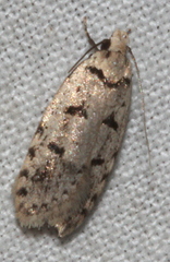 Scatochresis episema