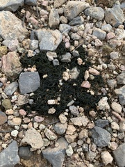 Nostoc flagelliforme