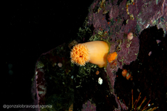 Actinostola