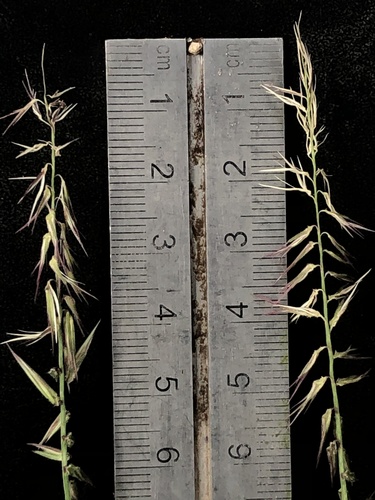 Bouteloua triaena, 2021-08-23