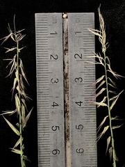 Bouteloua triaena