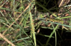 Alopecurus aequalis aequalis