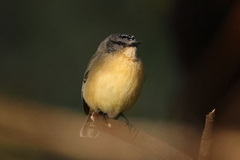 Yellow-Rumped Thornbill photo 5