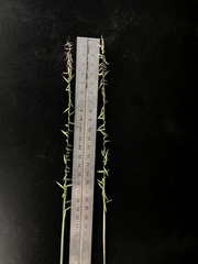 Bouteloua triaena