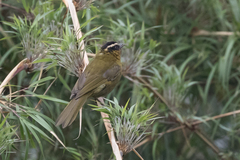 Kleinothraupis atropileus