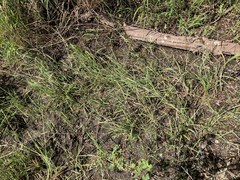 Alopecurus aequalis aequalis