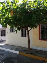 Terminalia kaernbachii