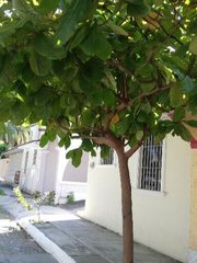 Terminalia kaernbachii