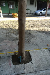 Terminalia kaernbachii