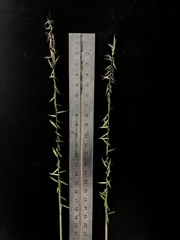 Bouteloua triaena