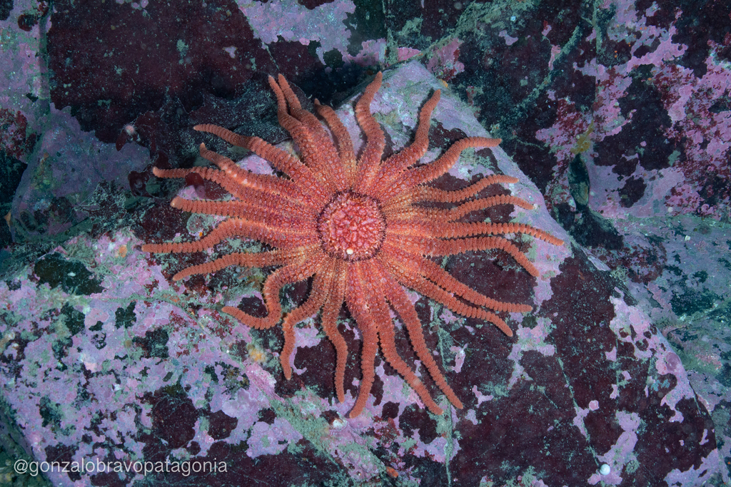 Fragile Sticky Ray Star From Ant rtica Chilena Magallanes Y Ant rtica fragile-sticky-ray-star-from-ant-rtica-chilena-magallanes-y-ant-rtica