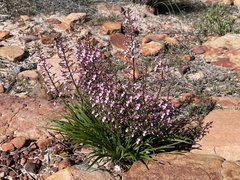 Stylidium elongatum