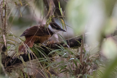 Pseudocolaptes boissonneautii