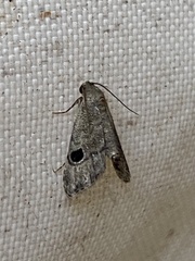 Abablemma brimleyana