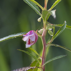 Hydrocera triflora