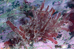 Cladodonta lyallii