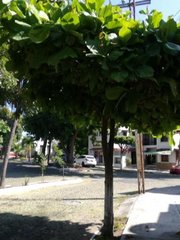 Terminalia kaernbachii