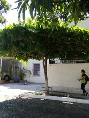 Terminalia kaernbachii