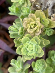 Castilleja latifolia