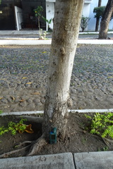 Terminalia kaernbachii