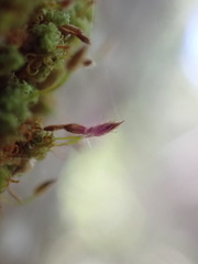 Ulota obtusiuscula